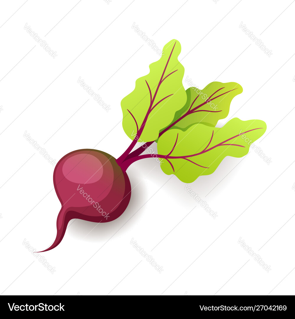 Sweet fresh beet with green leaf icon isolated Sweet fresh beet with green leaf icon isolated vector image