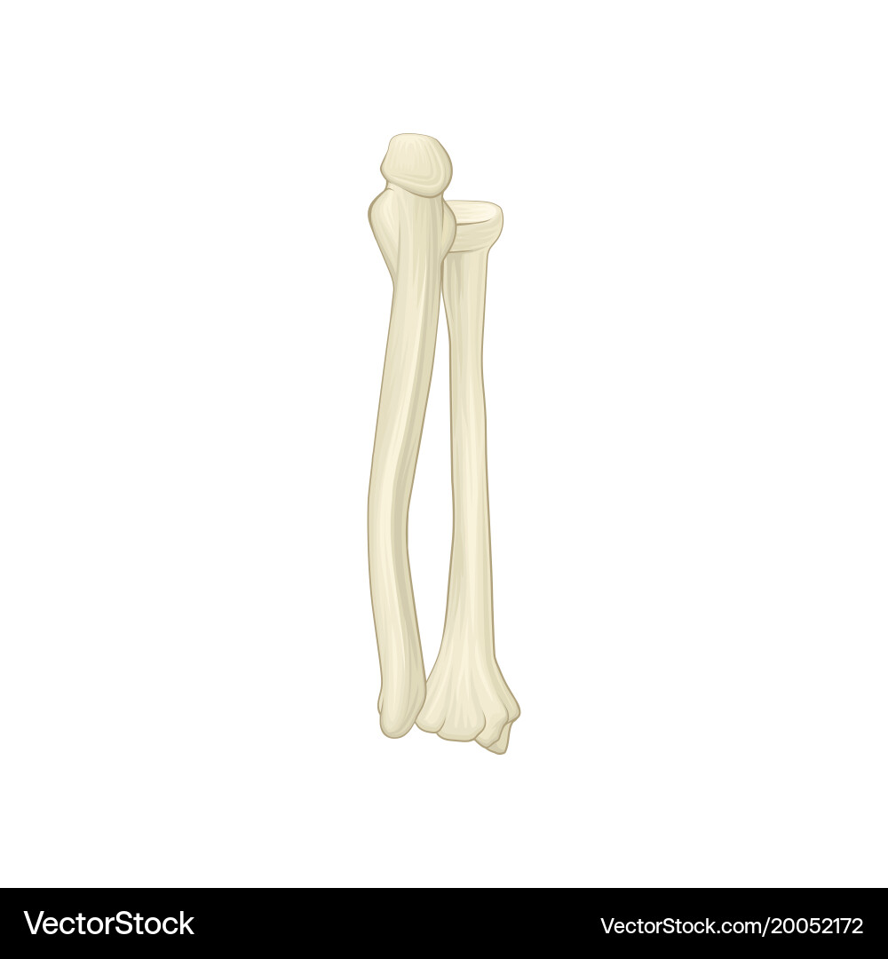 Radius and Ulna Bones - Forearm Anatomy Vector Image