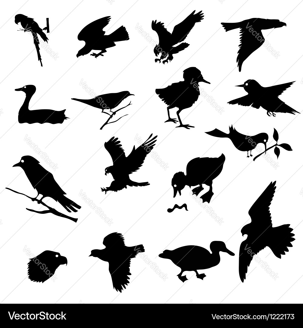 Black Bird Silhouettes vector image