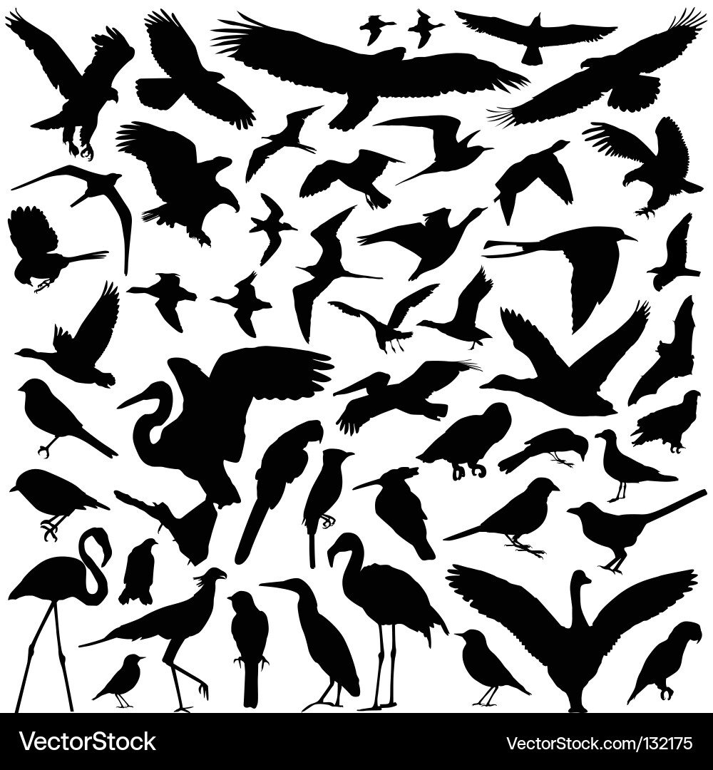 Bird Silhouettes Set vector image