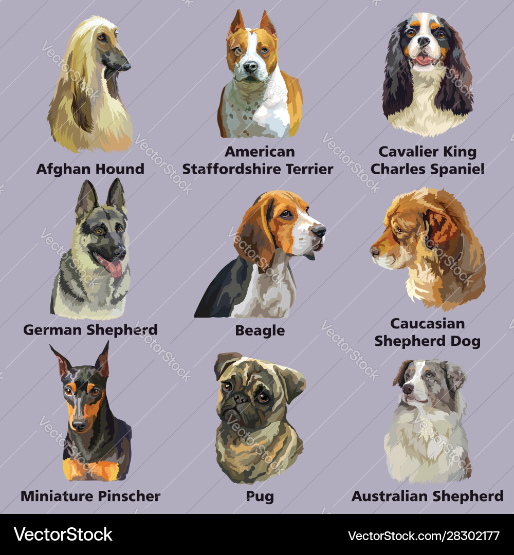 Dog Breed Portraits - Purple Background Vector Image