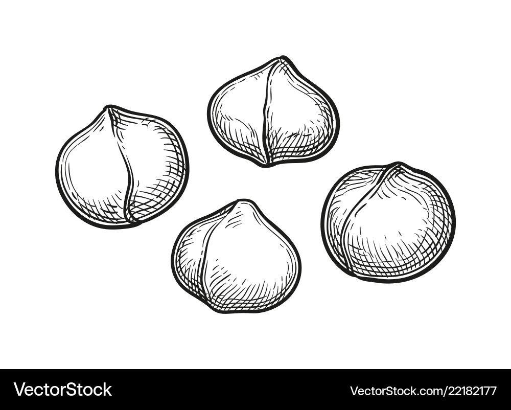 Ink sketch of macadamia Ink sketch of macadamia vector image