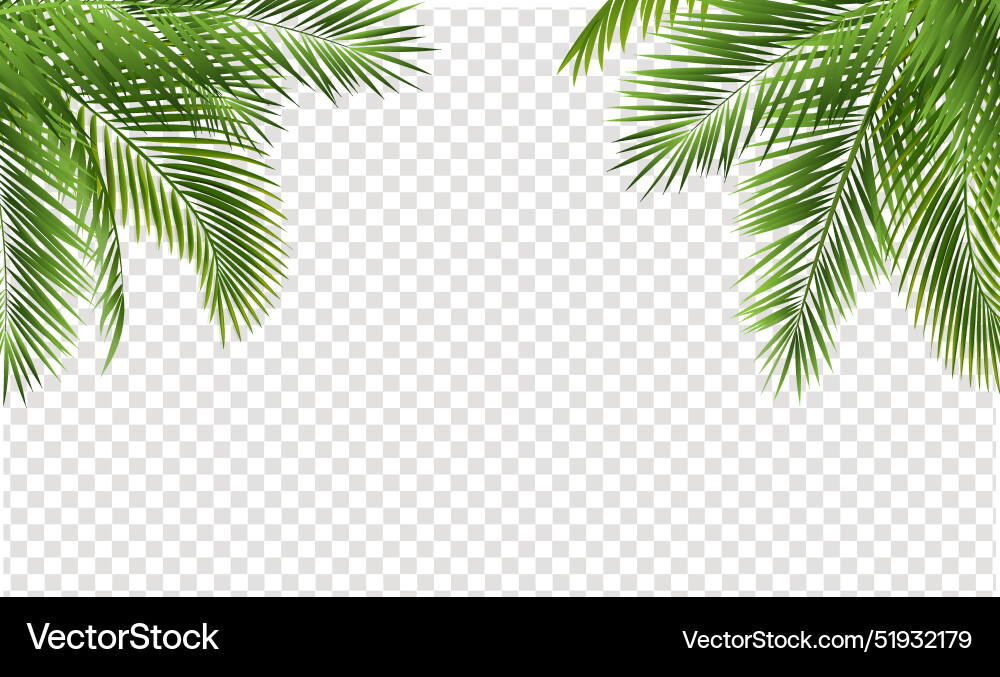 Palm tree branch border with transparent vector image