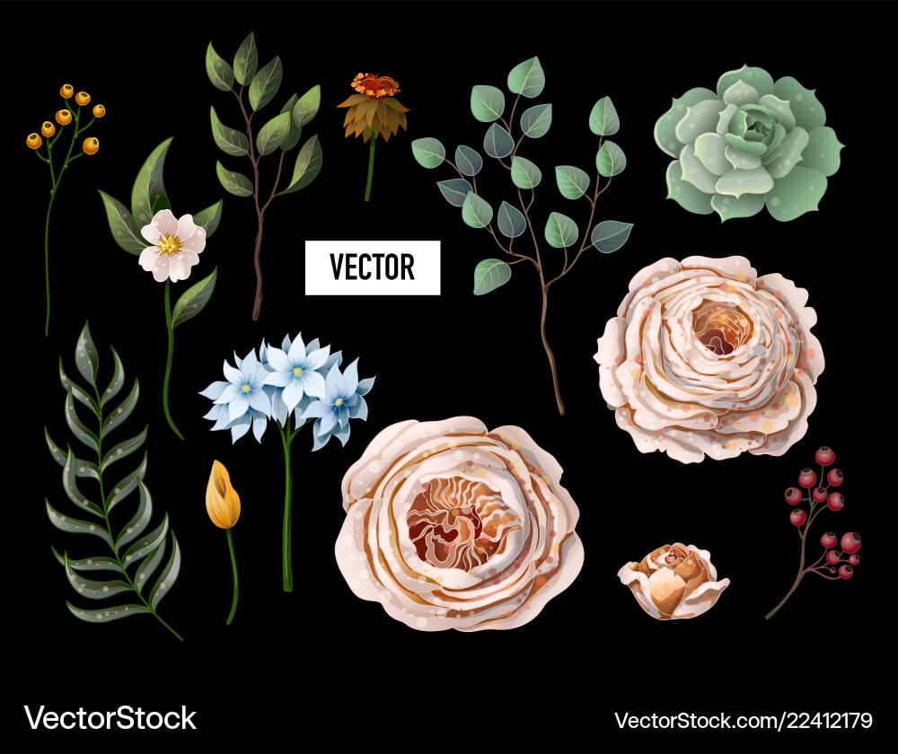 Set of peachy english roses Set of peachy english roses vector image