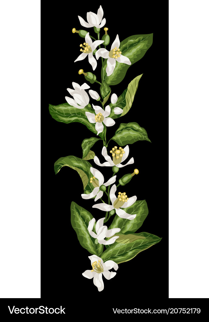 Vertikale isolierte Linie von Zitrusfrüchten Baum Vertikale isolierte Linie von Zitrusfrüchten Baum vektorbild