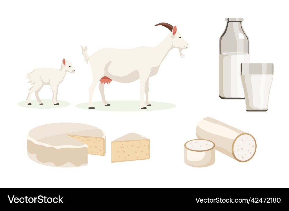 Goats milk and cheese Vector Image