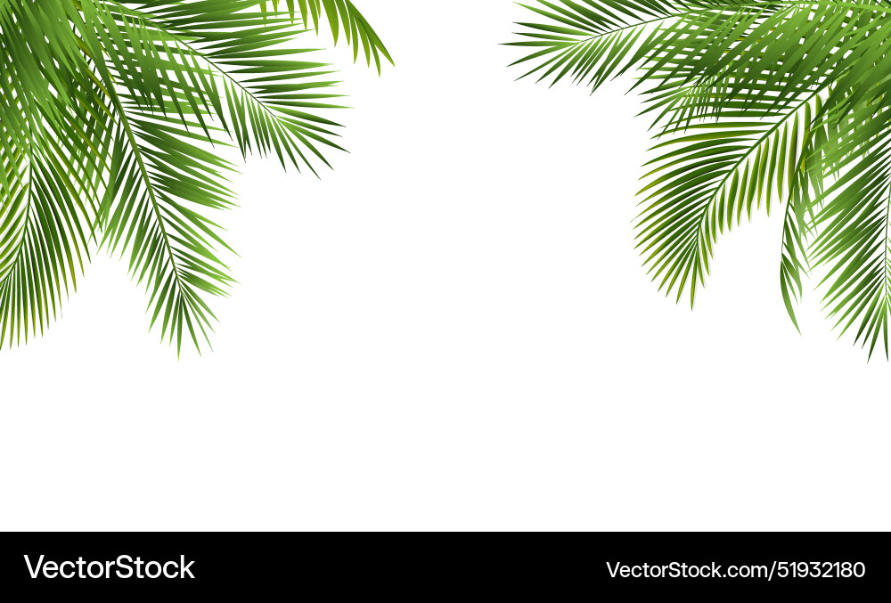 Palm tree branch border with white background vector image