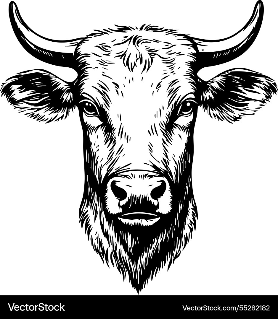 Detailed monochrome of a bull head strong horns Detailed monochrome of a bull head strong horns Vector Image