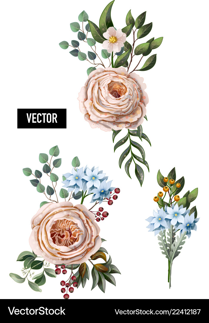 Peachy English Rose Bouquets Vector Image
