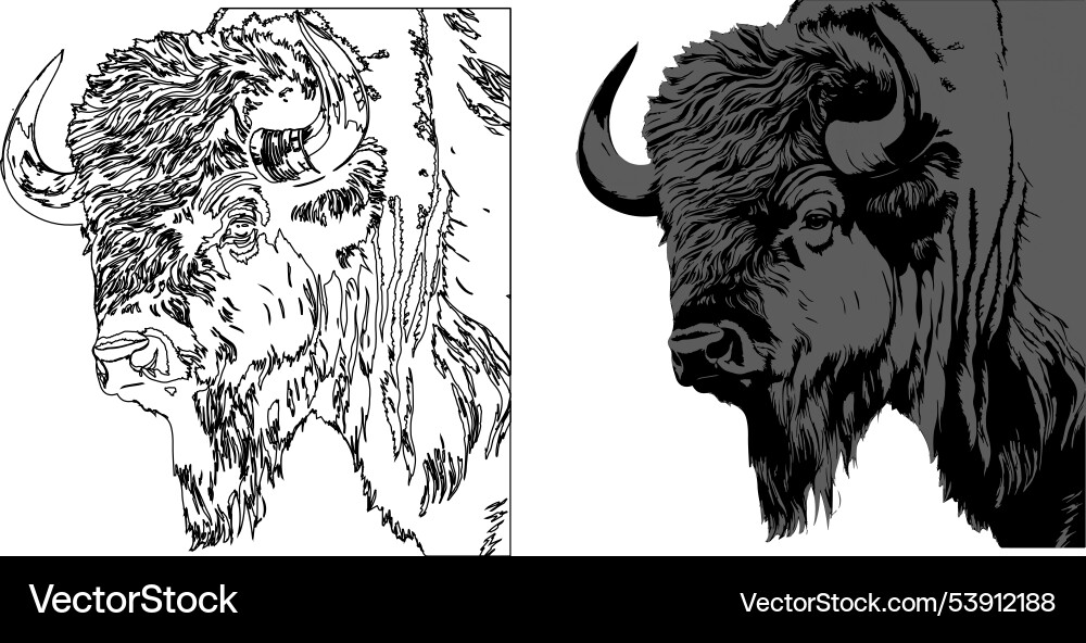 A bison on white background Royalty Free Vector Image