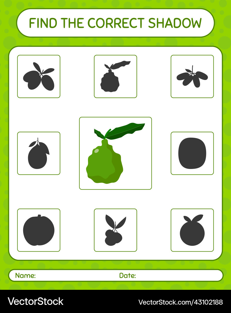 Find the correct shadows game with kaffir lime Find the correct shadows game with kaffir lime vector image