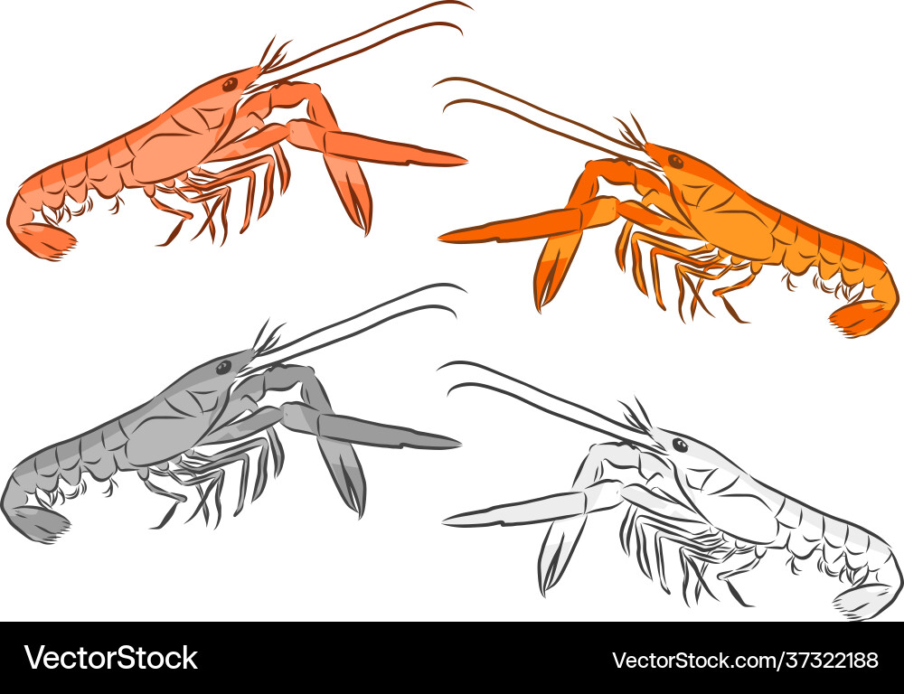 Picture live shrimp hand-drawn drawing line Picture live shrimp hand-drawn drawing line vector image