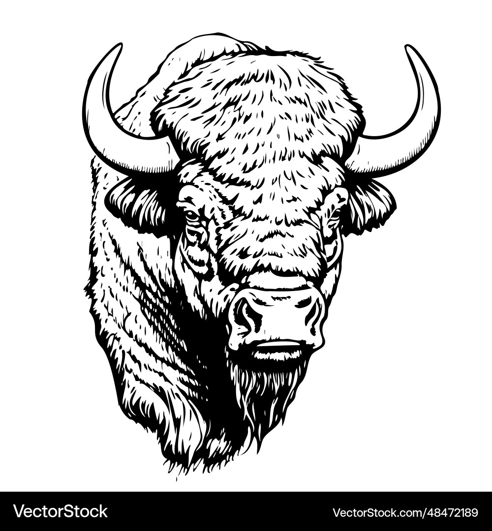 Buffalo Head Sketch - Hand Drawn Logo Royalty Free Vector