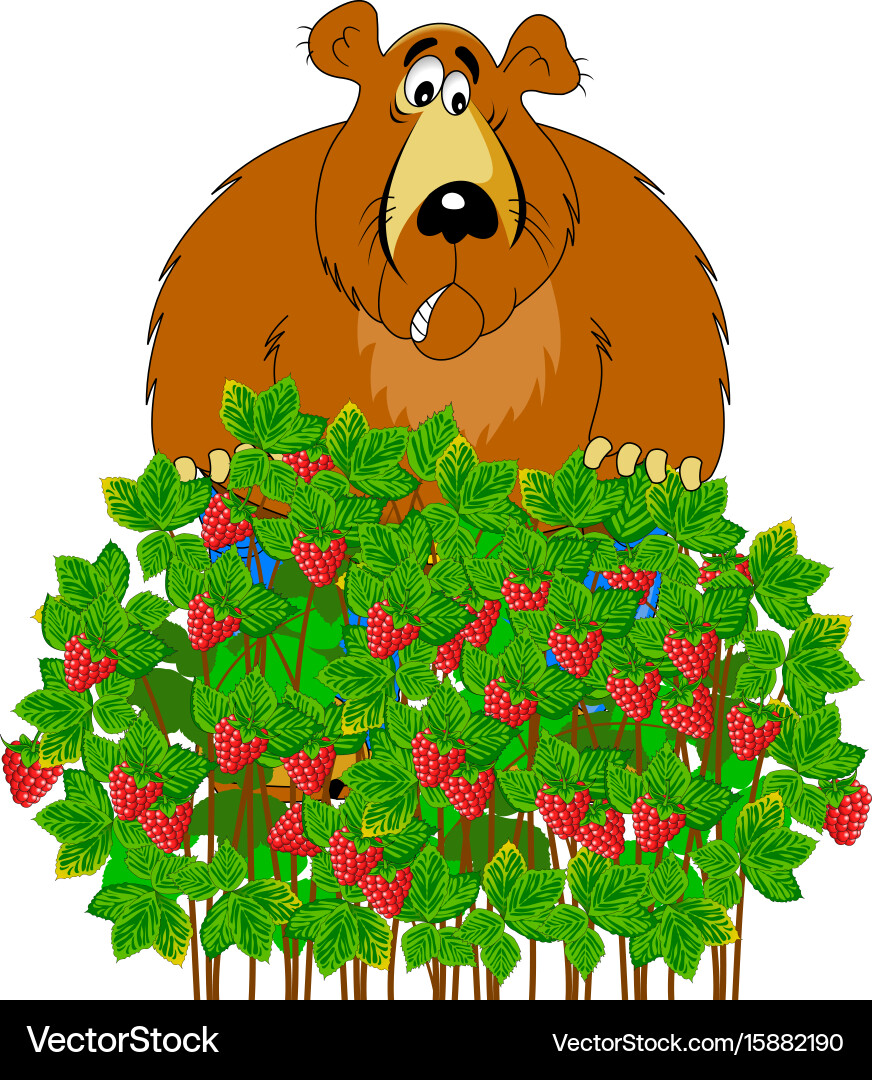 Bear and raspberry Vector Image