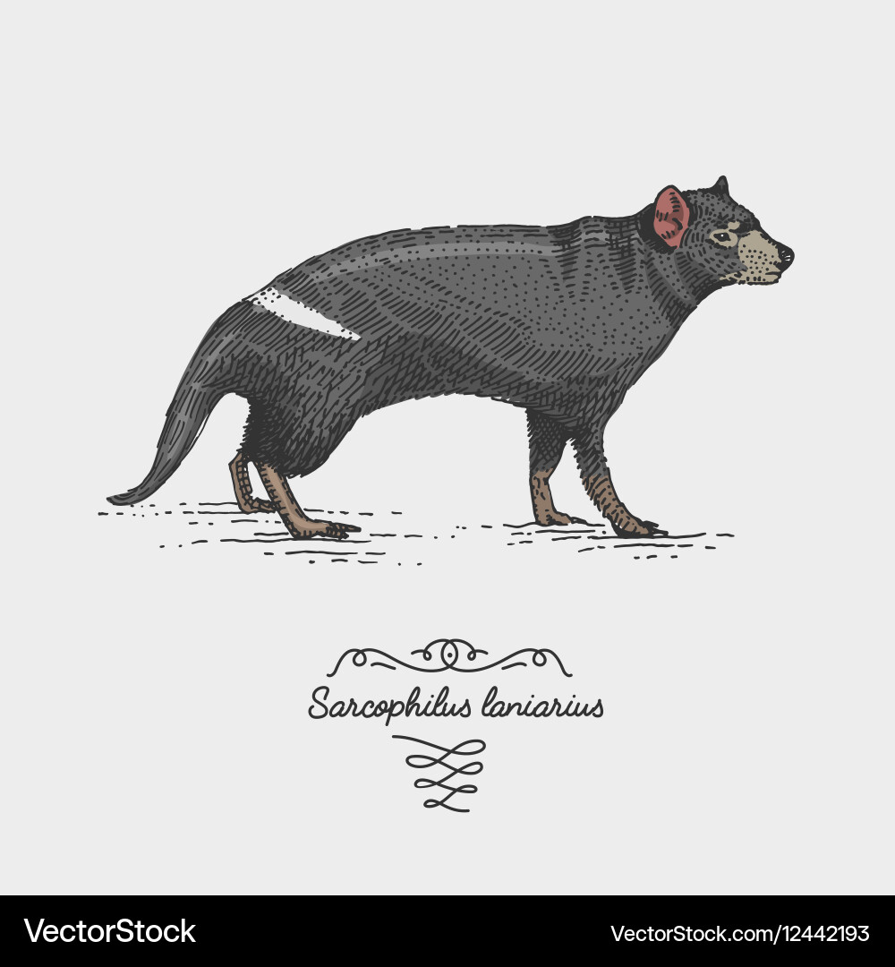 Tasmanian devil engraved hand drawn Royalty Free Vector