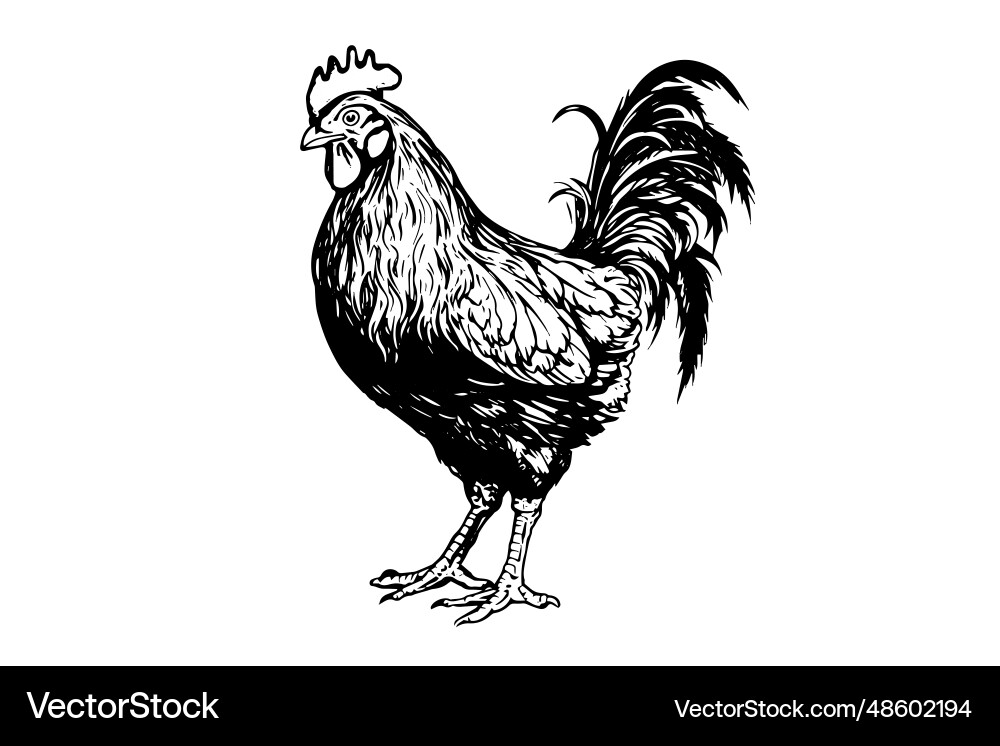 Chicken or hen drawn in vintage engraving style Chicken or hen drawn in vintage engraving style vector image