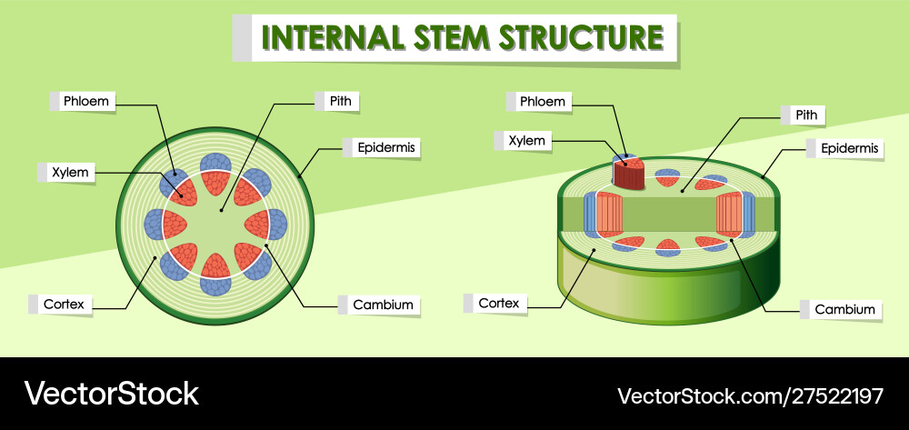 Diagram showing internal stem structure Diagram showing internal stem structure vector image