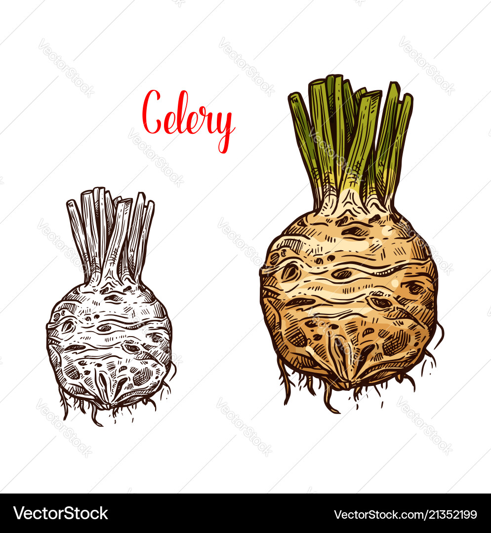 Fresh celery root sketches color and monochrome Fresh celery root sketches color and monochrome vector image