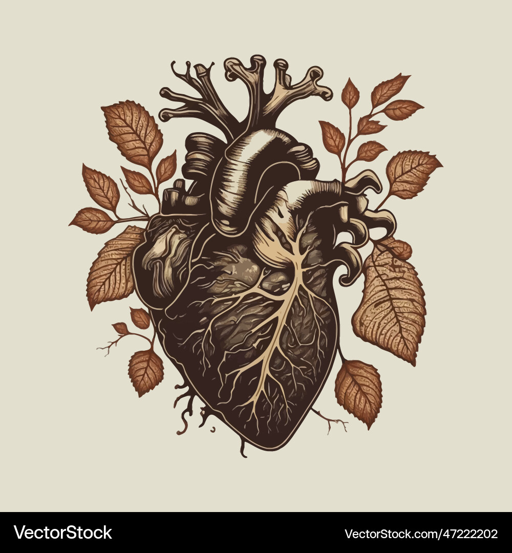 Human heart with veins and arteries in vintage Human heart with veins and arteries in vintage vector image