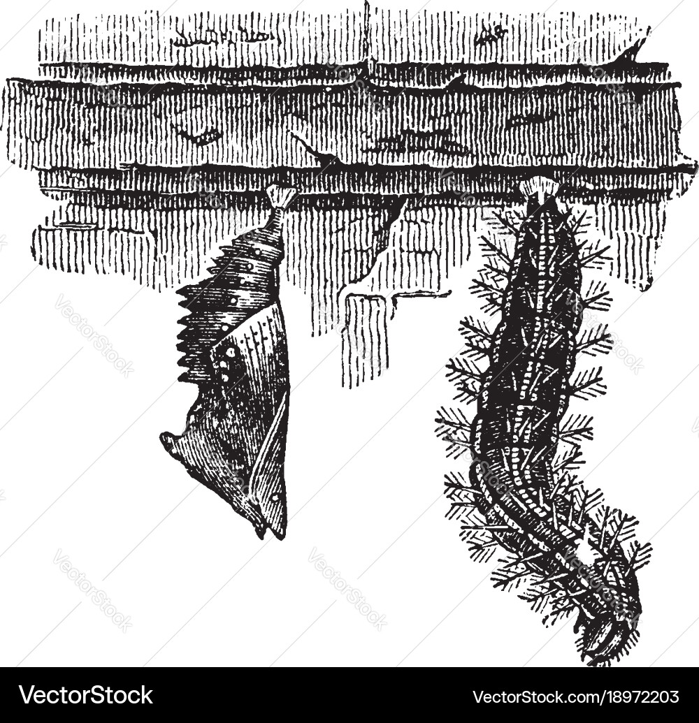 Tortoise Shell Larva and Chrysalis - Detailed Engr Vector Image