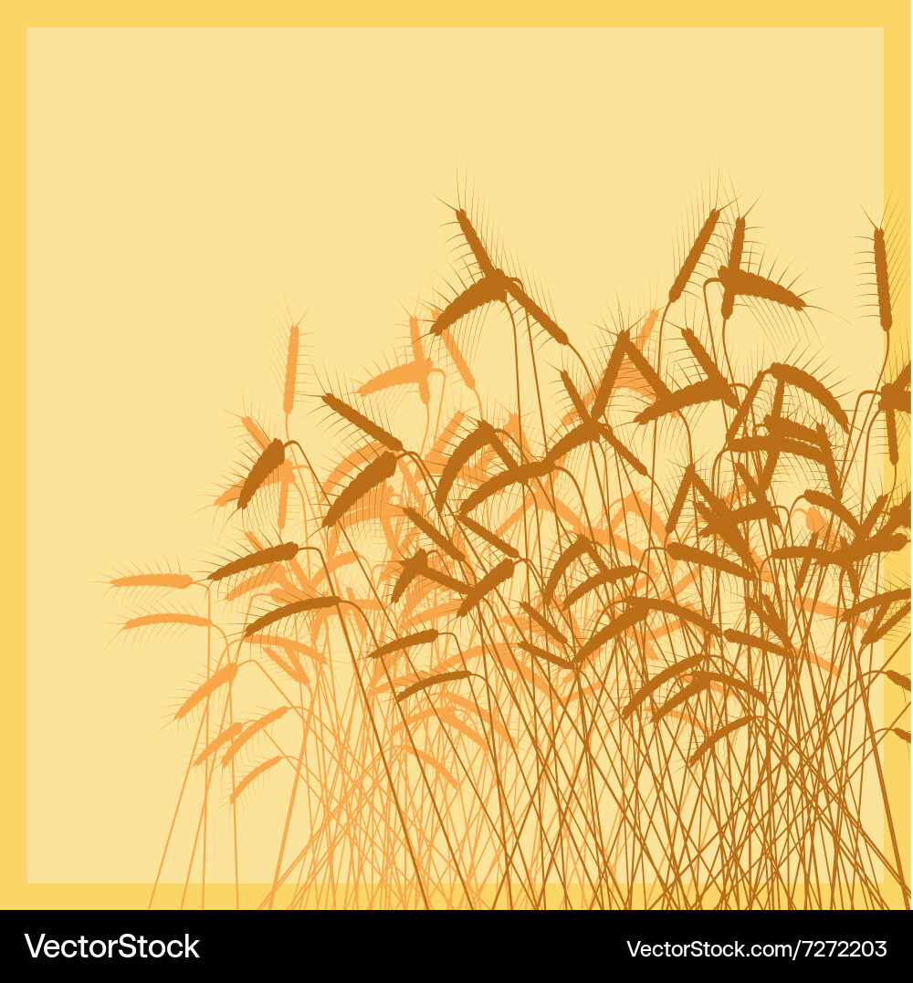 Wheat background Vector Image