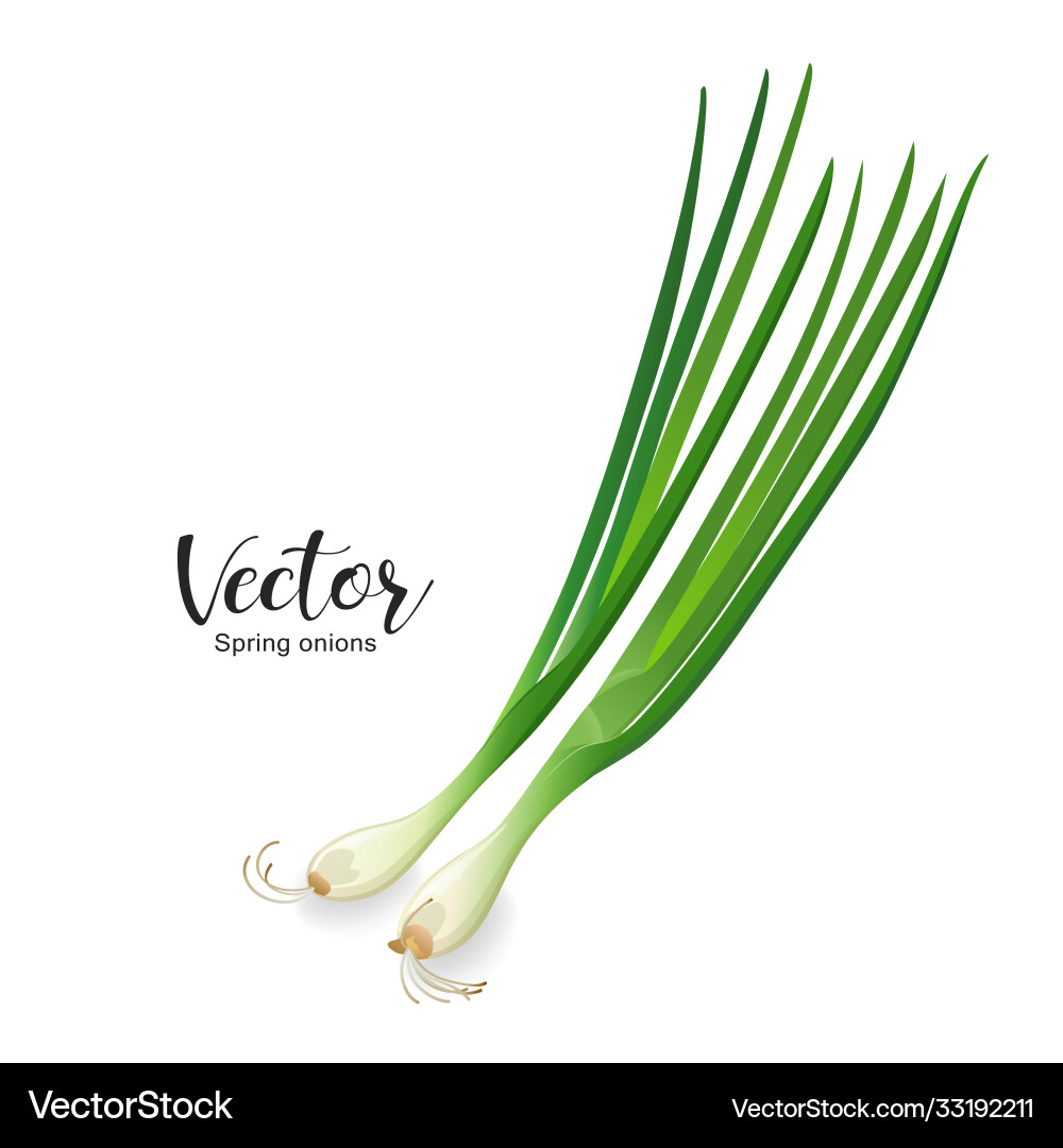 Spring onions design isolated on white background Spring onions design isolated on white background vector image