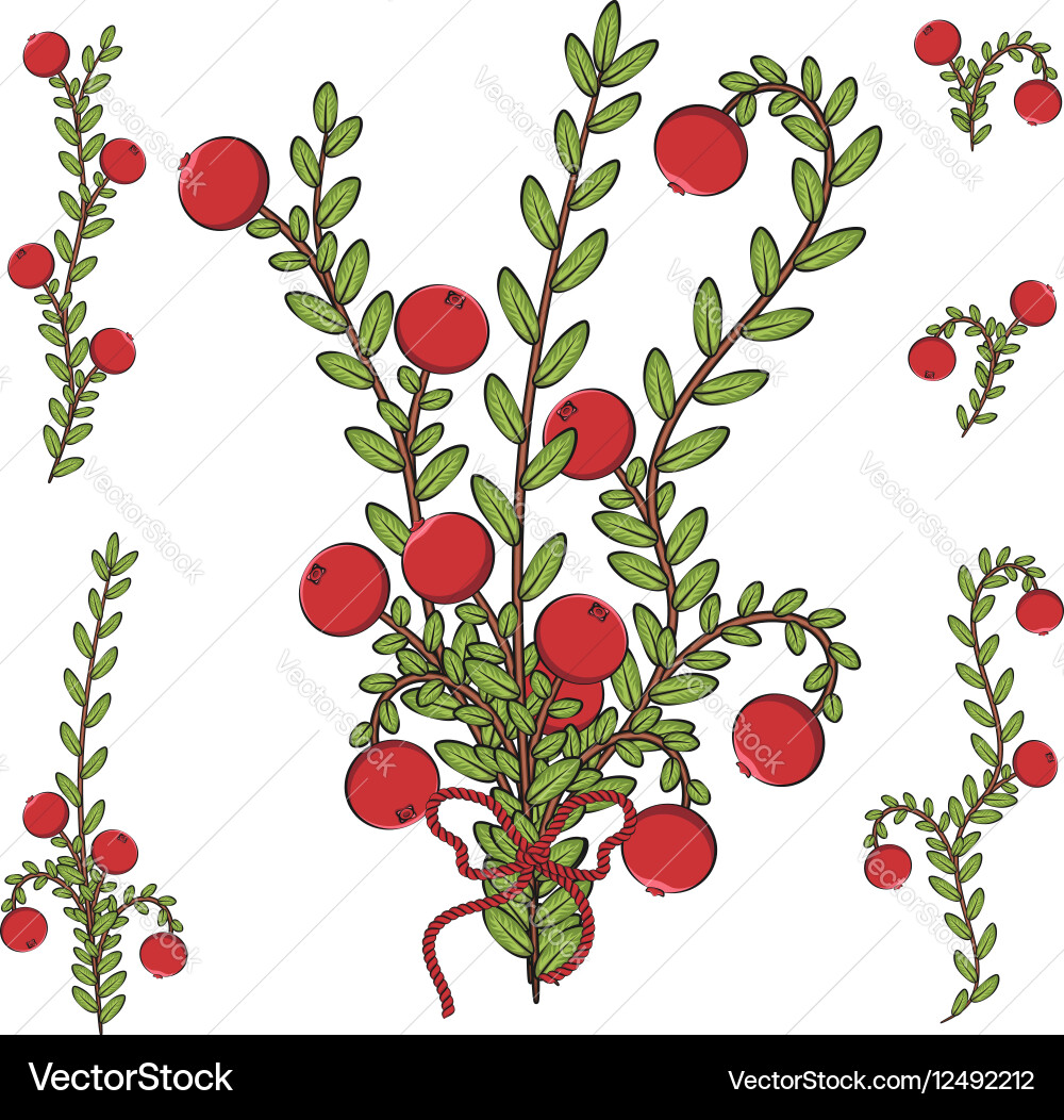 Colored with branches of cranberries Vector Image