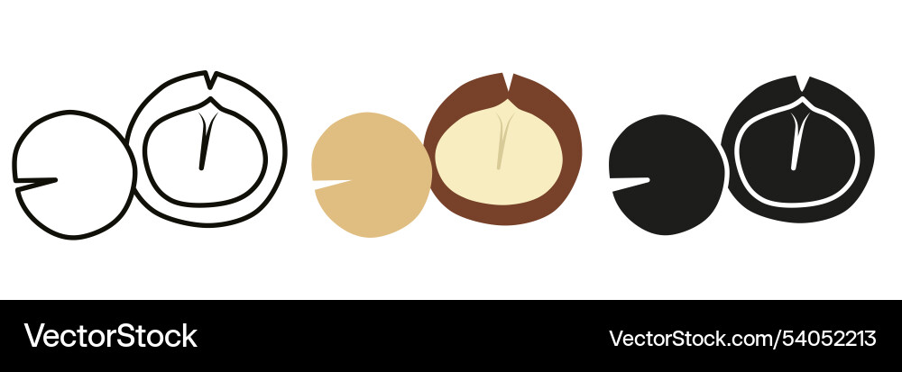 Macadamia nut in different styles Vector Image