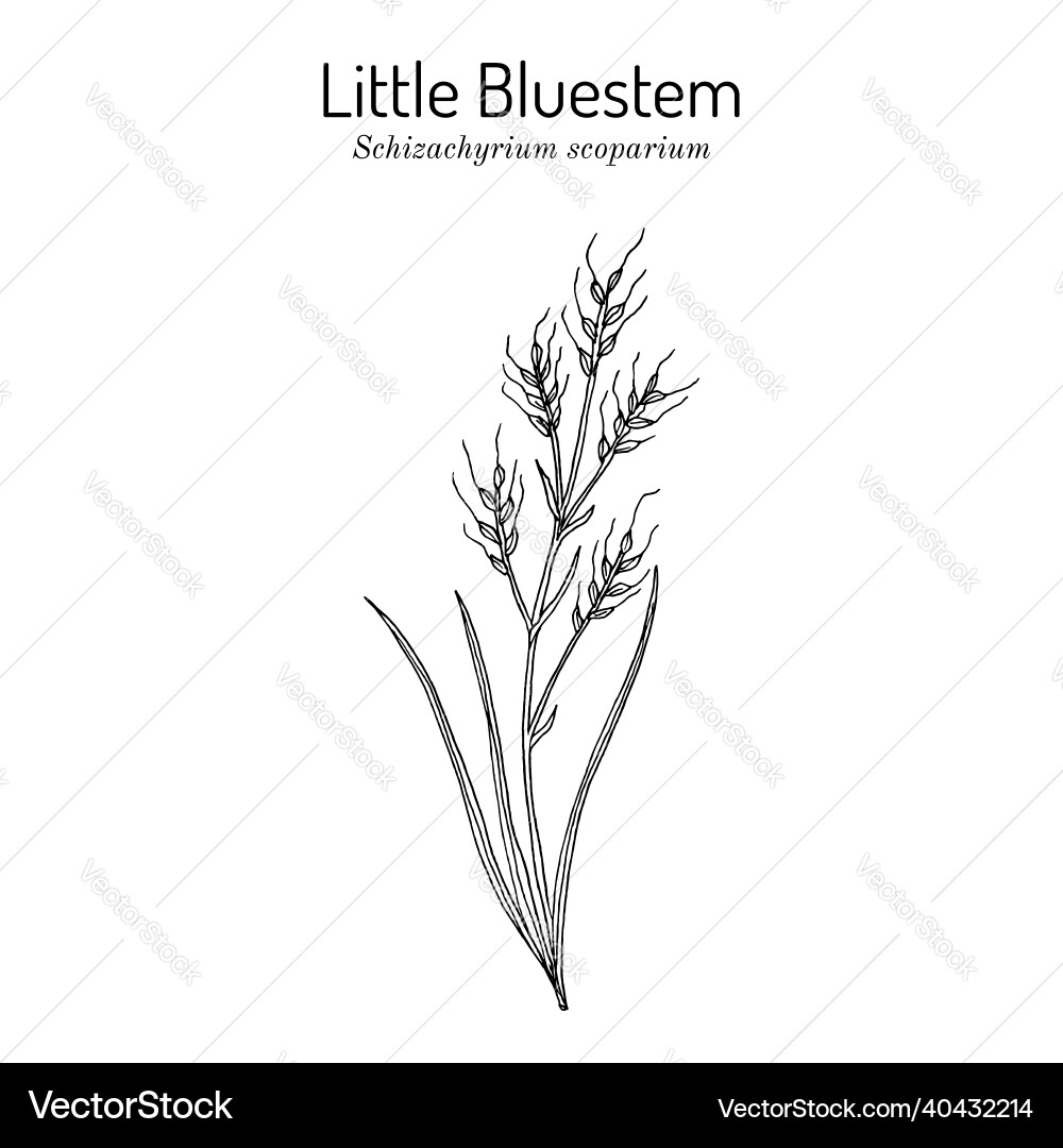 Little Bluestem Grass - Schizachyrium Scoparium Vector Image
