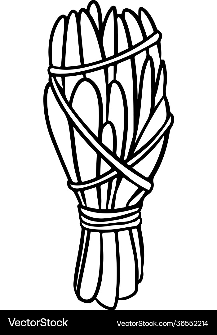 Sage Smudge Stick with Thread Bundle Vector Image