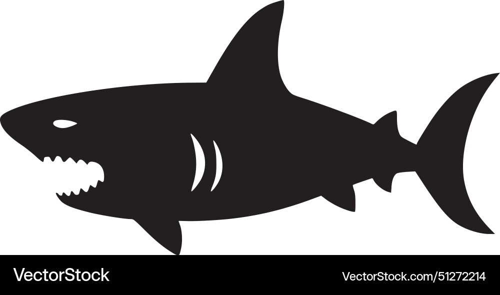 Shark - black and white vector image