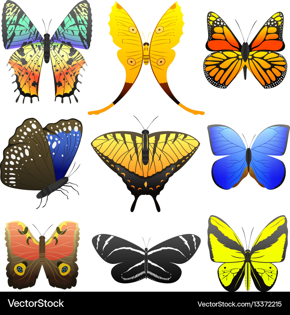 Abstract Butterfly Pattern vector image