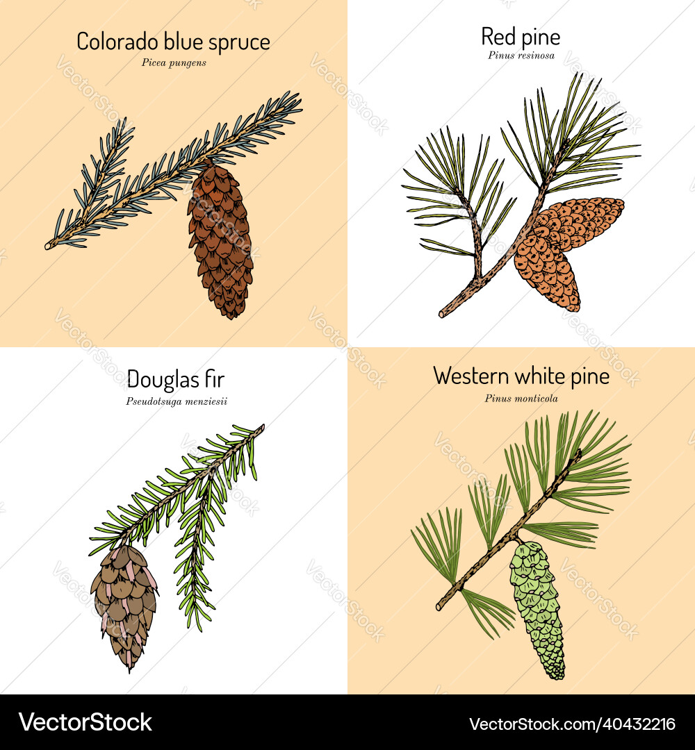 Set of different conifiers branches with cones Set of different conifiers branches with cones vector image