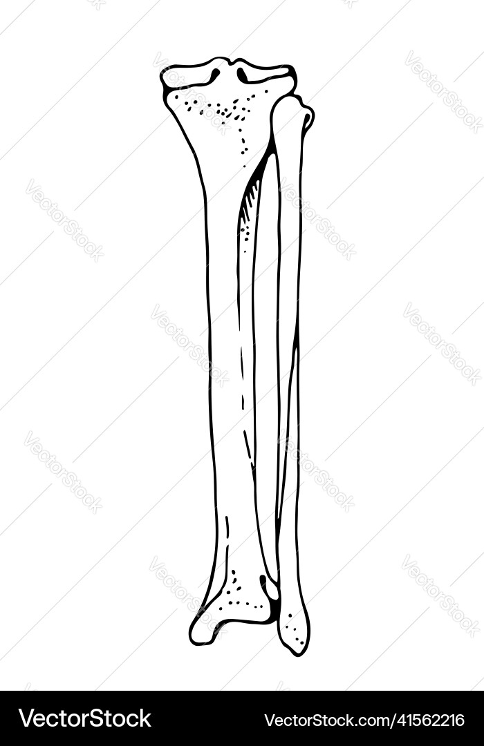 Tibia and fibula human bones hand drawn Royalty Free Vector