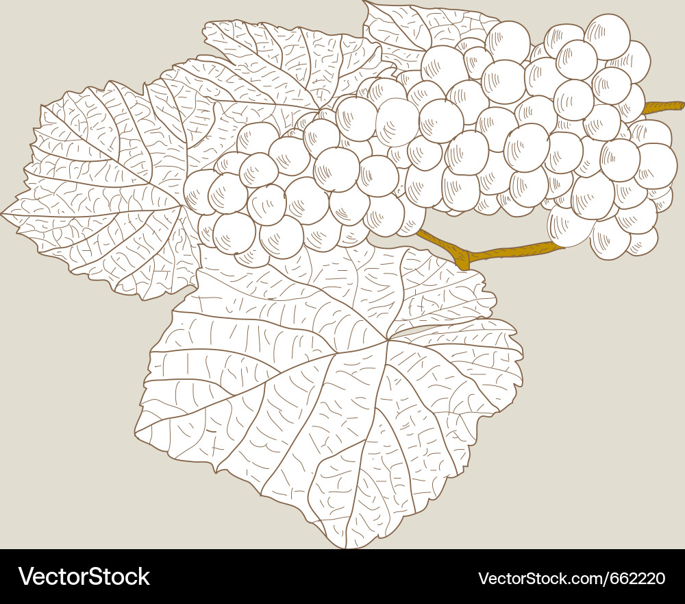 Abstract grape with leafs vector image