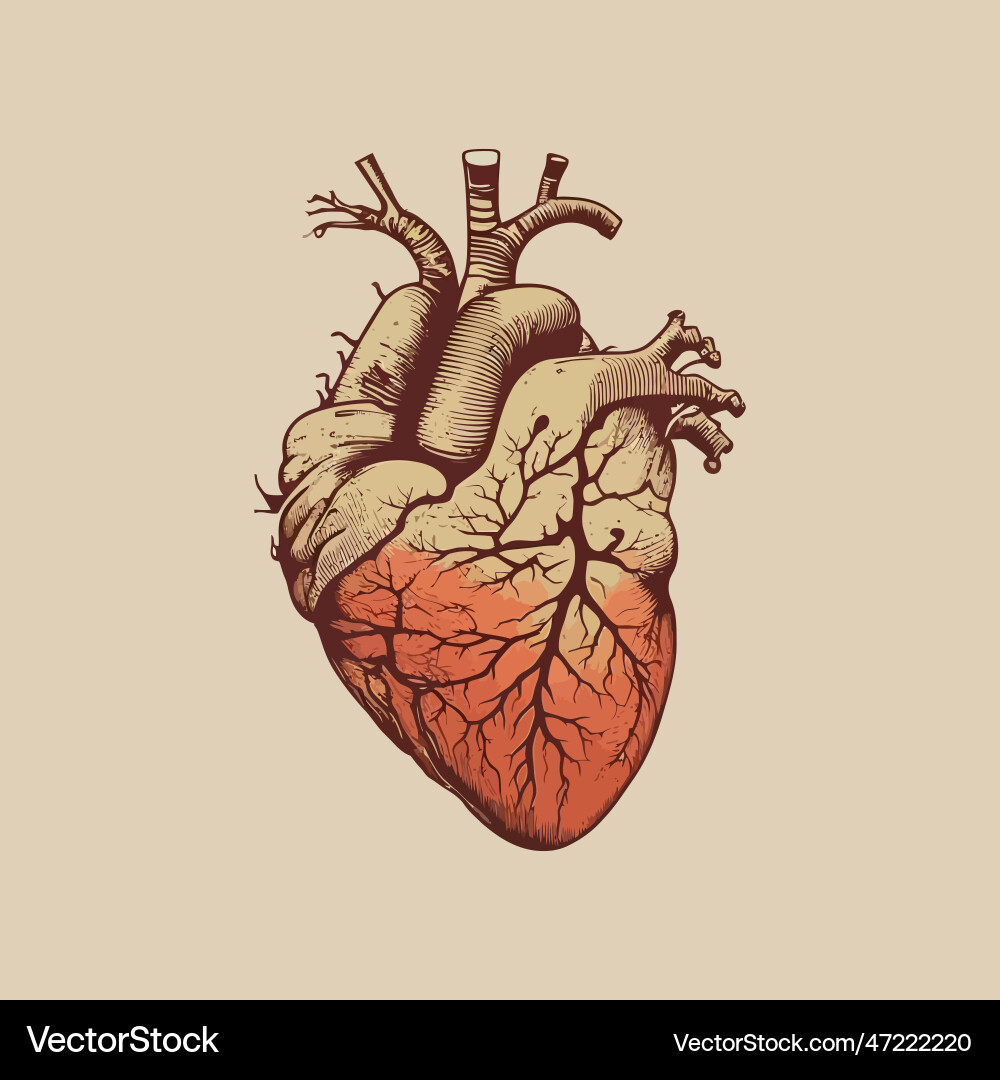 Human heart with veins and arteries in vintage Human heart with veins and arteries in vintage vector image
