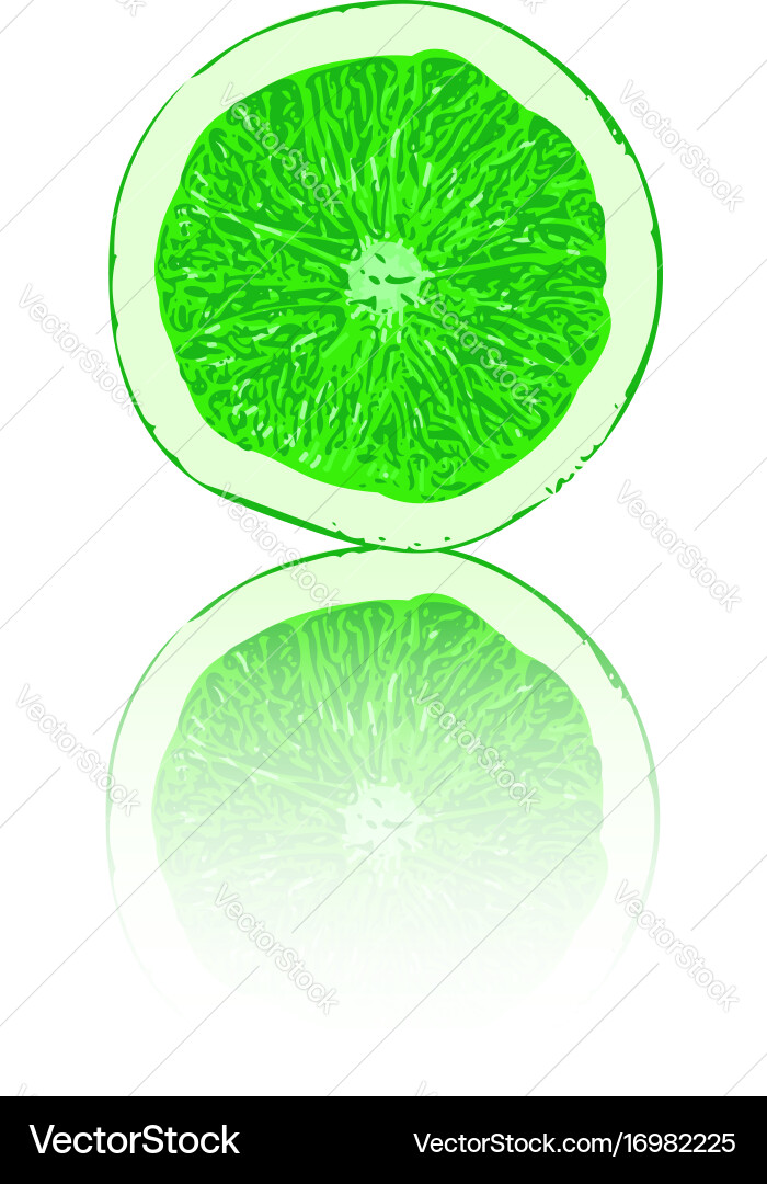 Citrus texture background with slices of lemon Vector Image