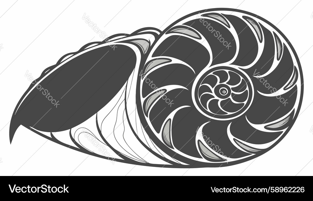 Nautilus Shell Spiral Pattern Vector Image