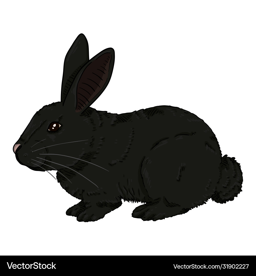 Cartoon black rabbit Royalty Free Vector Image