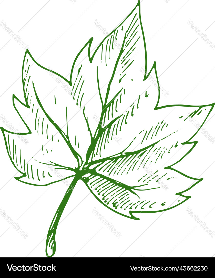 Green organic leaf isolated maple tree element Vector Image