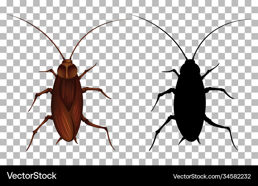 Cockroach on transparent background Vector Image