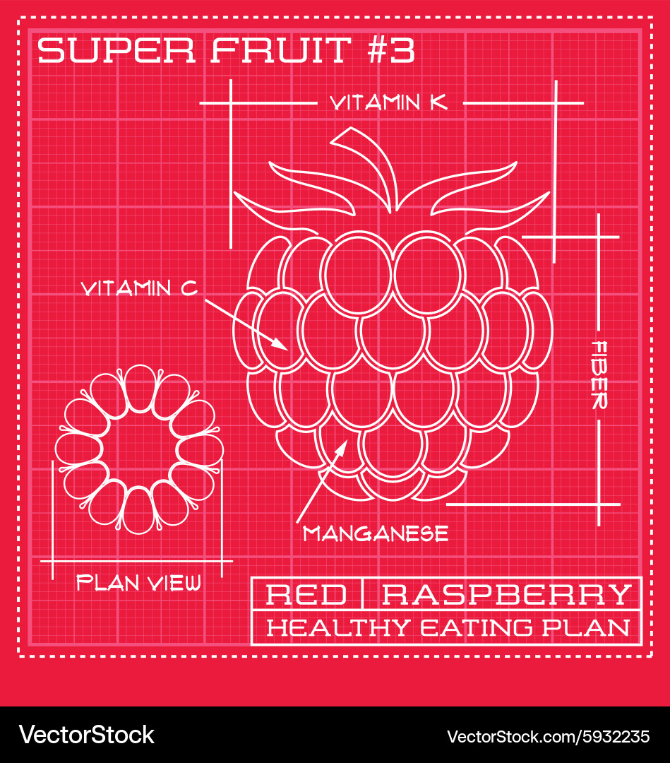 Red Raspberry Blueprint Diagram vector image
