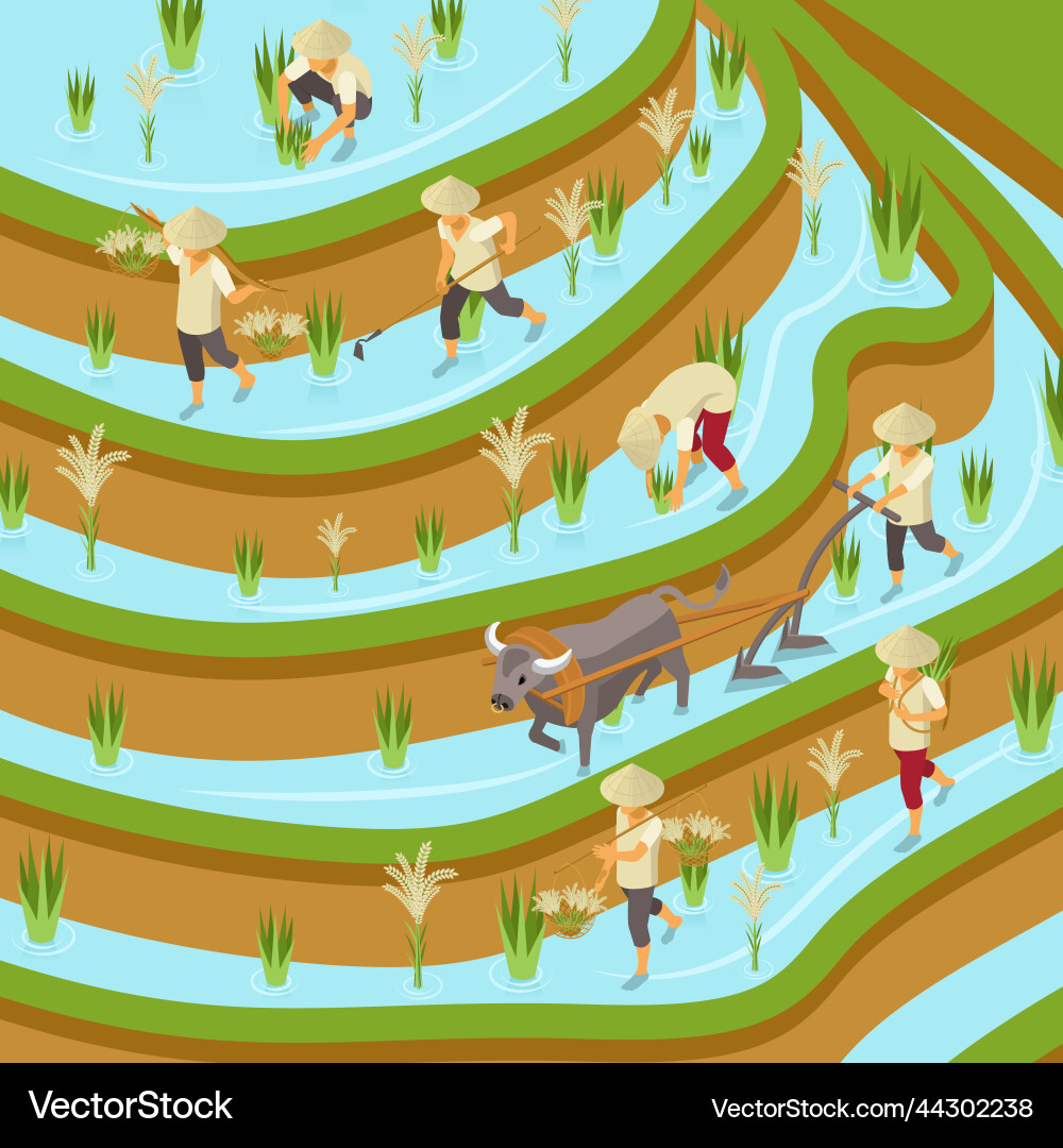 Rice plantation isometric composition Royalty Free Vector