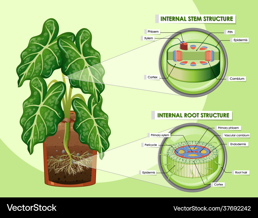 Diagram showing stem and root structure Diagram showing stem and root structure vector image