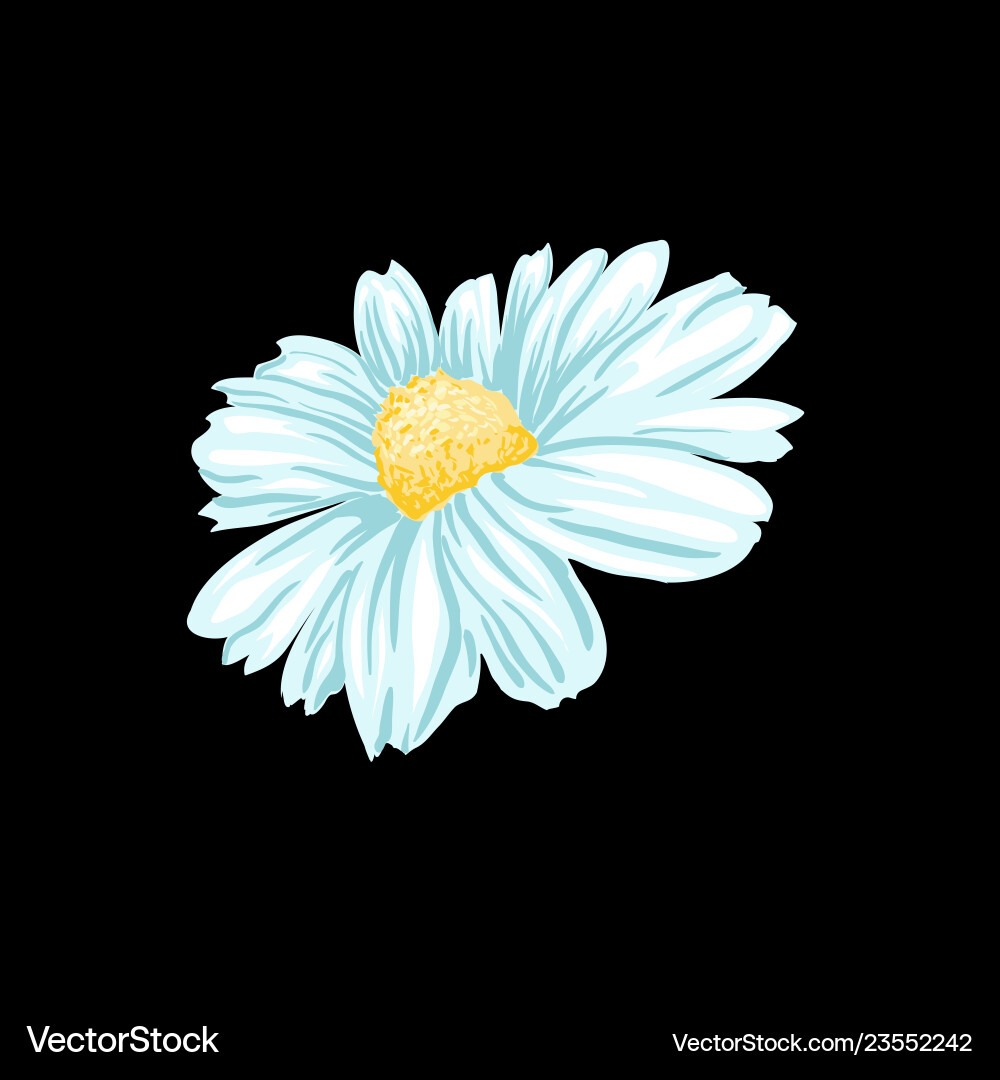 Kamille oder Daisy Tee Kräuter isoliert Kamille oder Daisy Tee Kräuter isoliert vektorbild