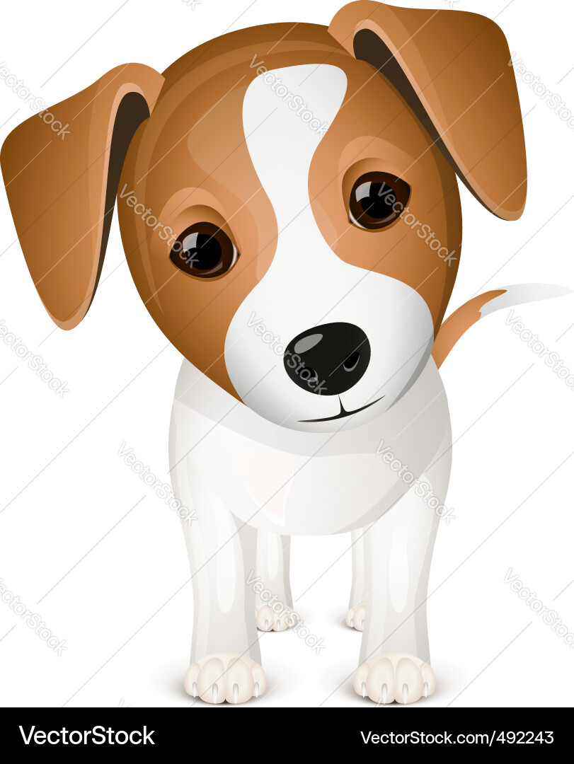 Cute Jack Russell Terrier Puppy vector image