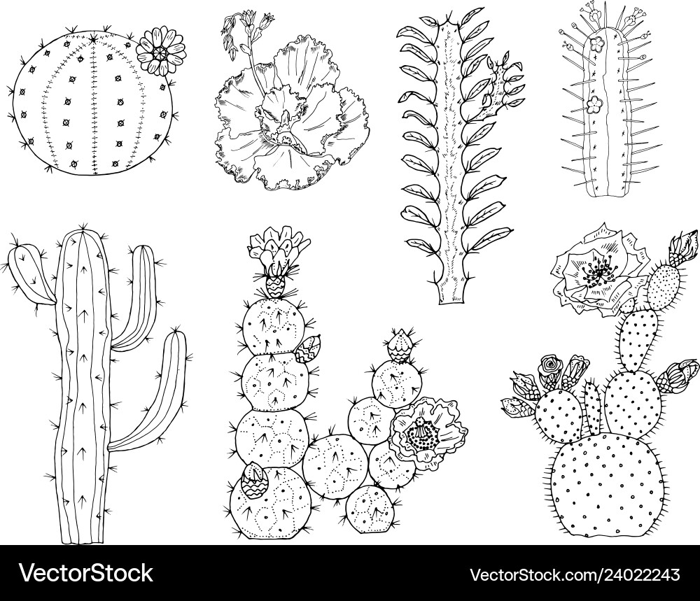 Home cactus plants and flowers set of cozy cute Home cactus plants and flowers set of cozy cute vector image