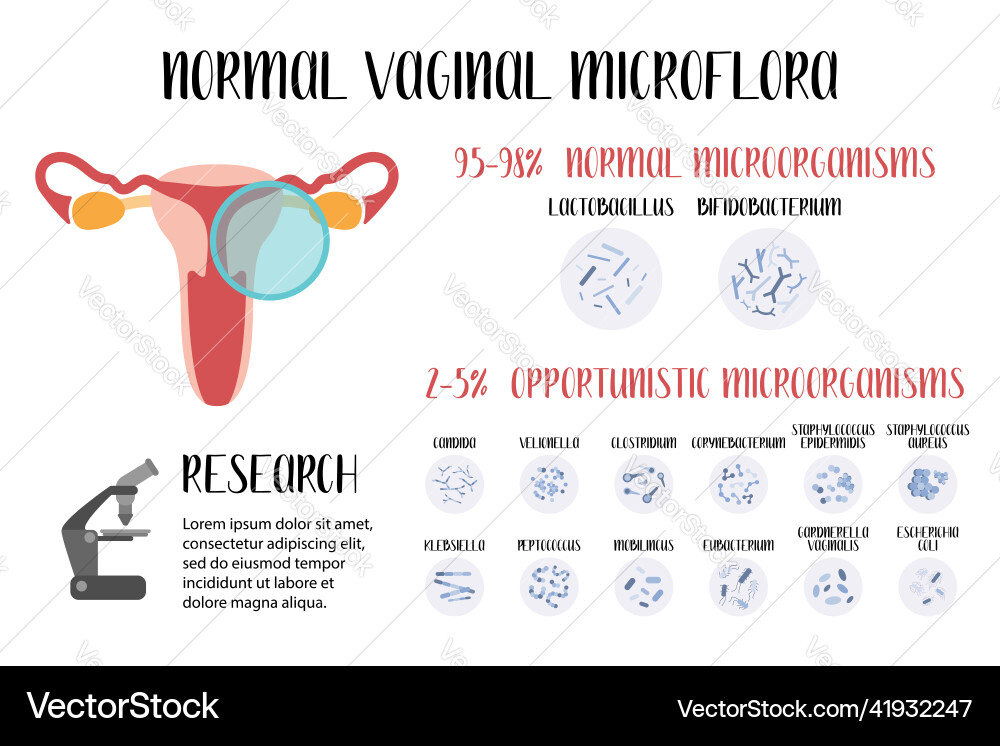Normale vaginale microflora lactobacillus Normale vaginale microflora lactobacillus vektorbild
