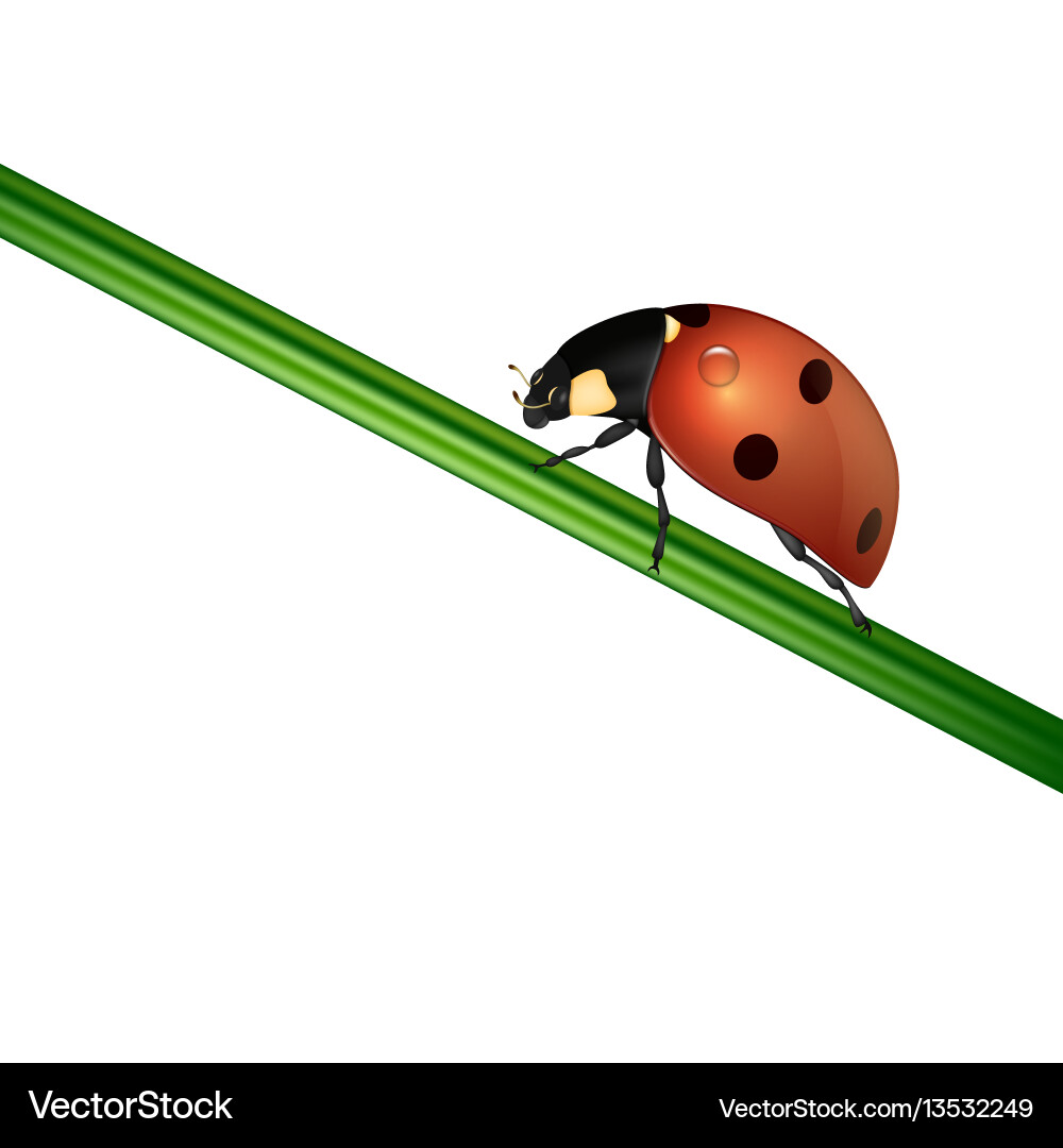 Background with realistic ladybug insect Background with realistic ladybug insect vector image