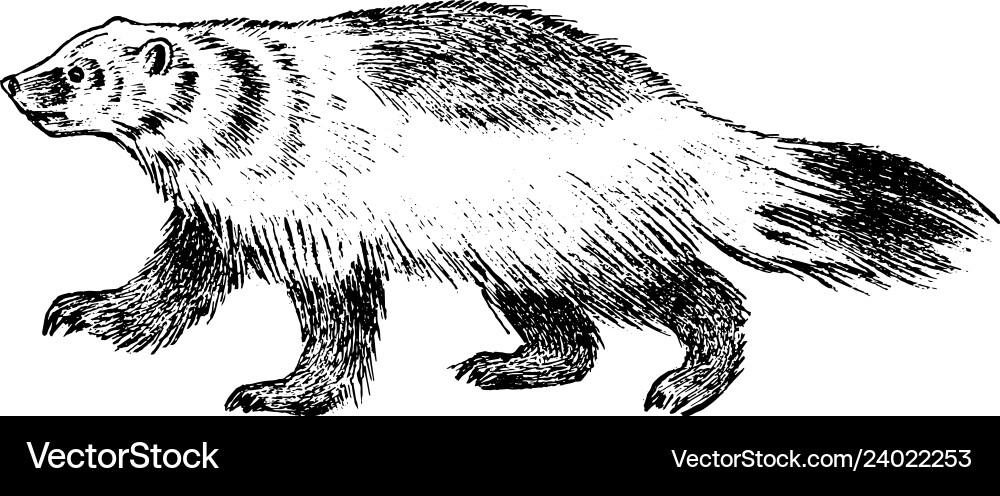 Wild badger forest animal symbol of the north Wild badger forest animal symbol of the north vector image